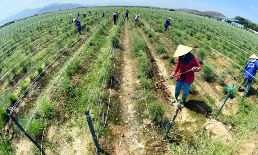 Vietnamese green asparagus farm
