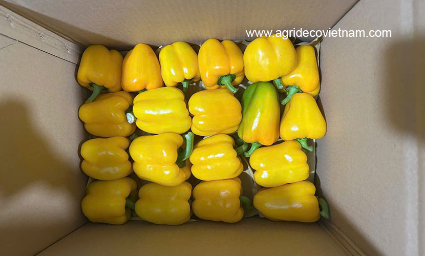 Bell chili from Vietnam