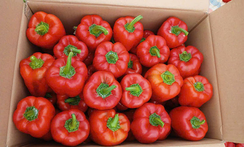 Bell chili from Vietnam