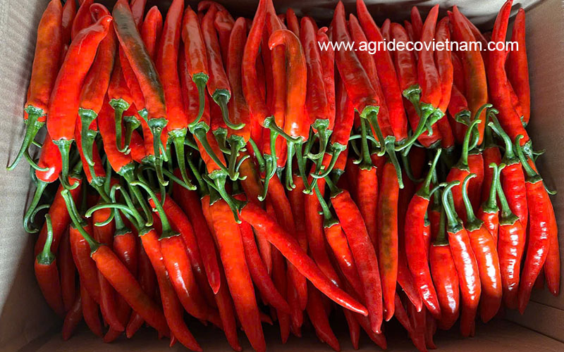 Big chili from Vietnam