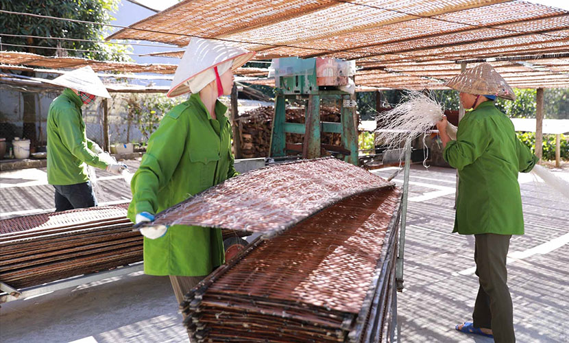 Binh Lu canna vermicelli process