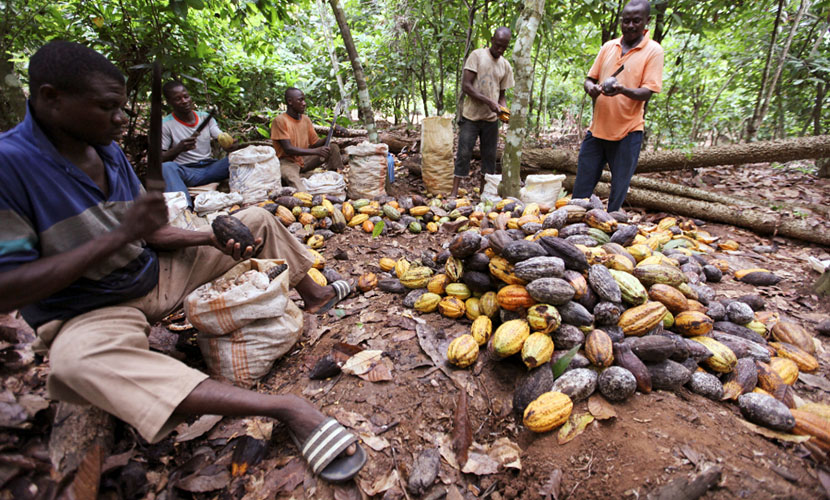 Harvesting cocoa