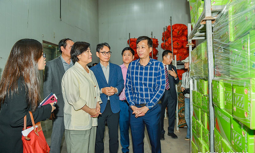 A cold room of fresh carrots