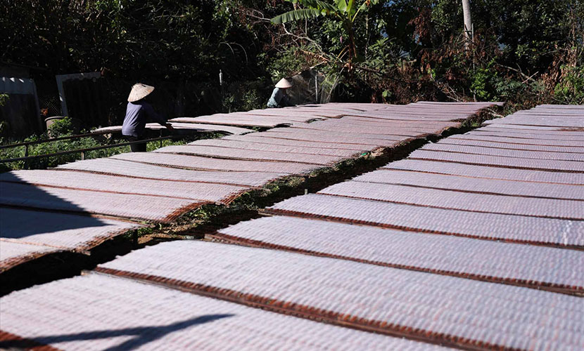 Drying Binh Lu canna vermicelli