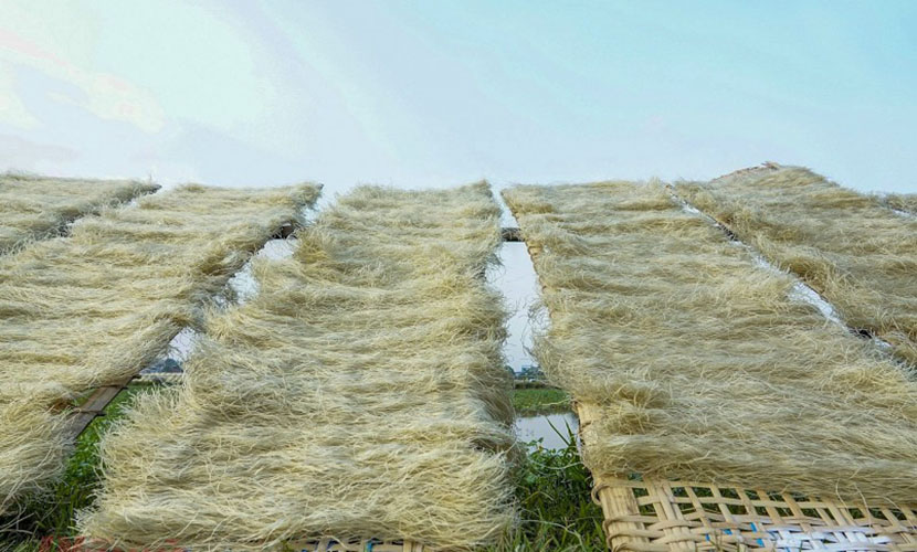 Drying Lang So canna noodles