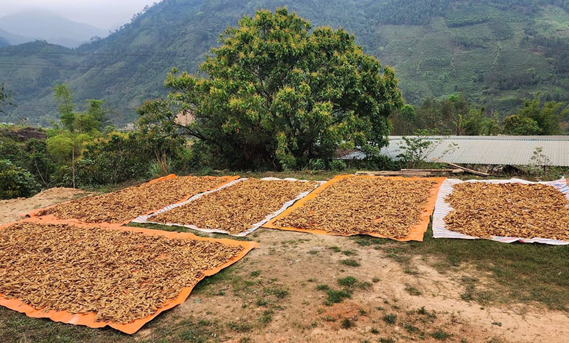 Drying Vietnamese cinnamon barks