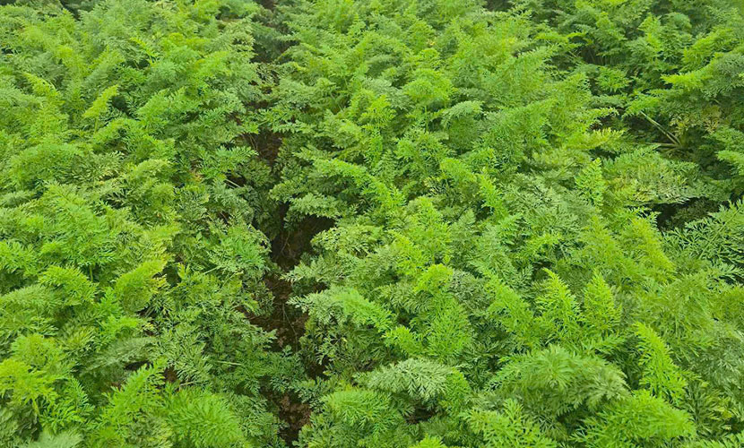 A farm of Vietnamese carrots for export