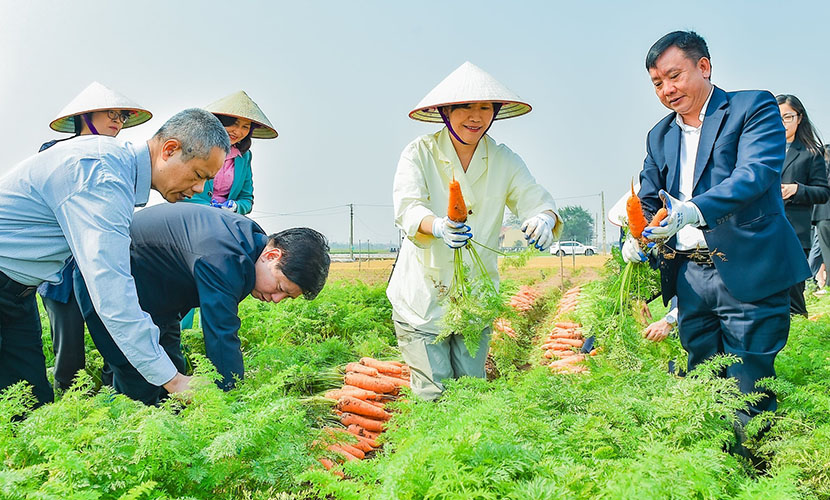 A farm of Vietnamese premium carrots