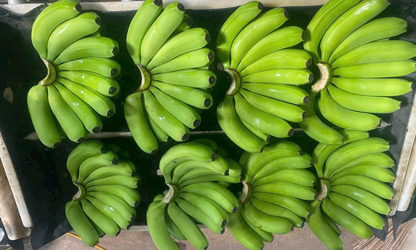 Fresh banana from Vietnam