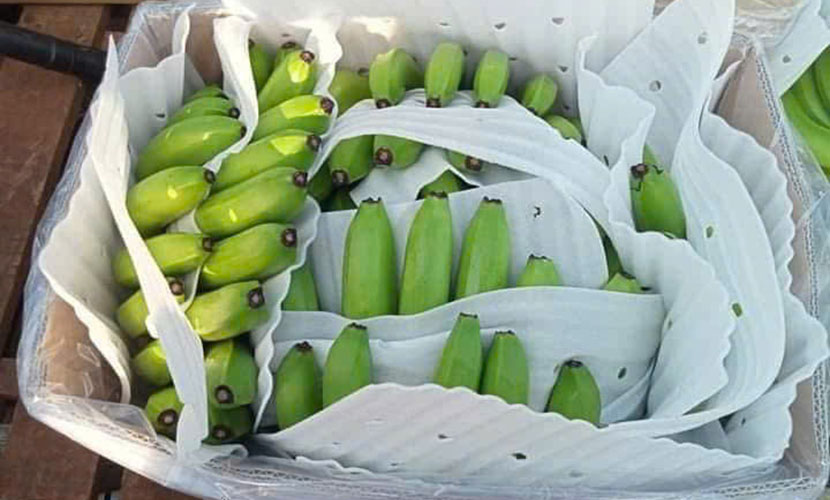 Fresh banana from Vietnam
