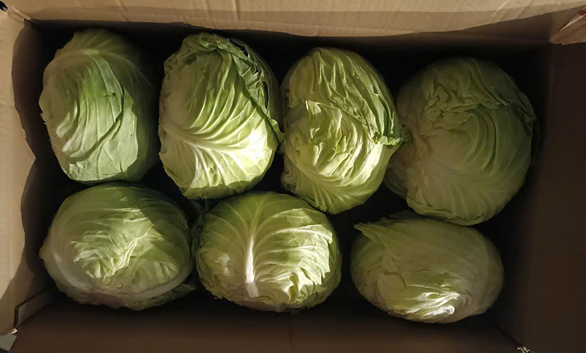 Fresh cabbage from Vietnam