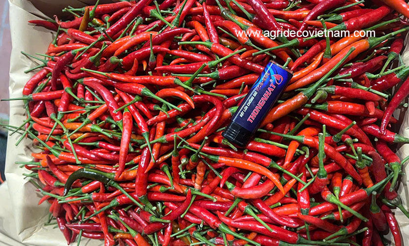 Fresh chili from Vietnam