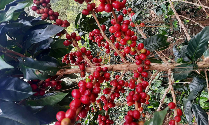 Fresh coffee bean from Vietnam