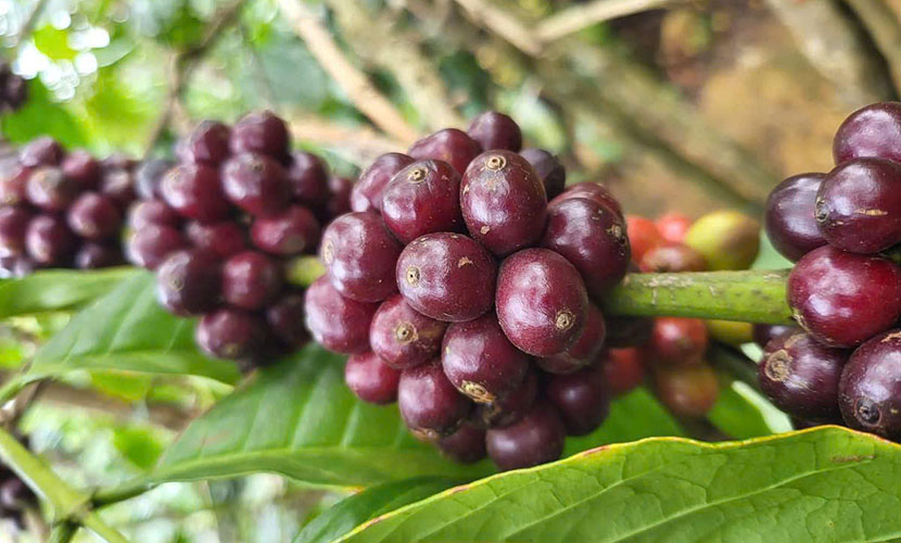 Fresh coffee from Vietnam
