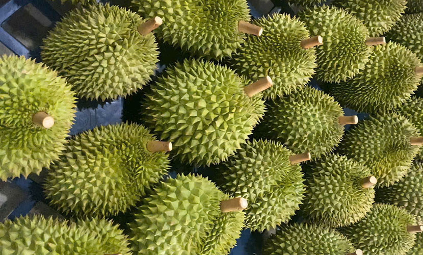 Fresh durian from Vietnam