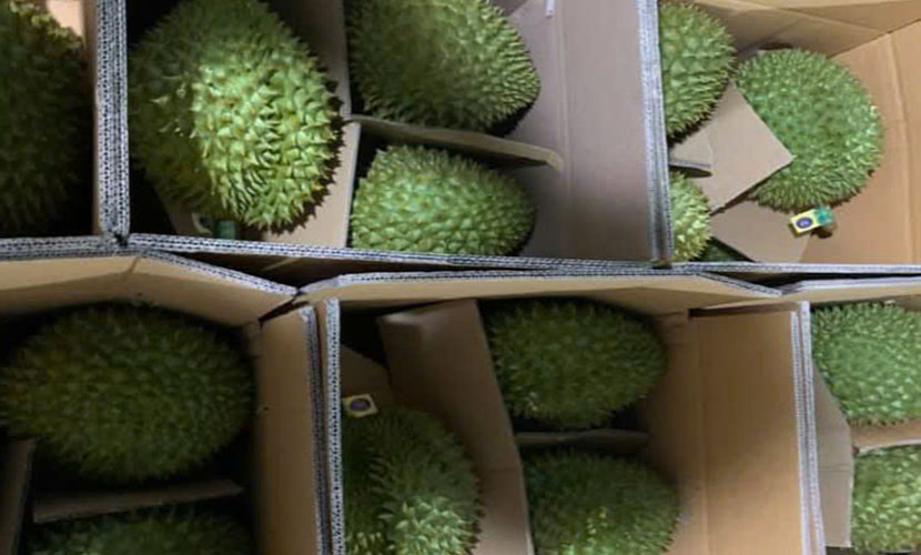 Fresh durian from Vietnam