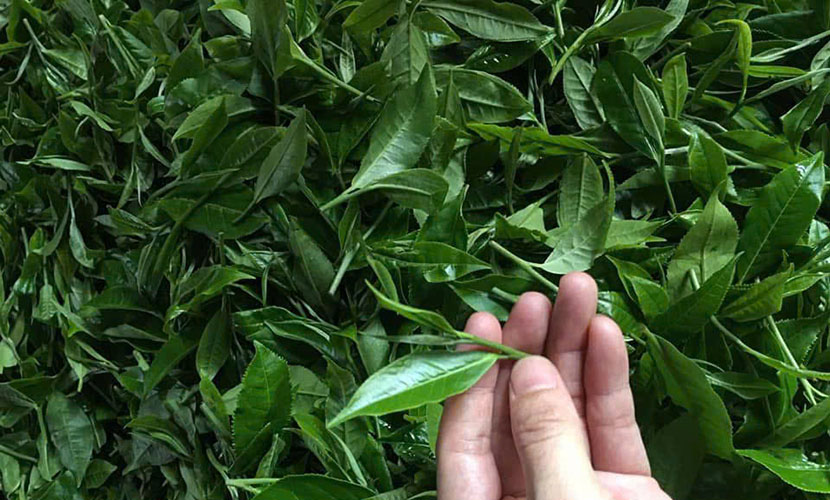 Fresh green tea from Thai Nguyen