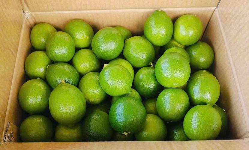 Fresh lime from Vietnam