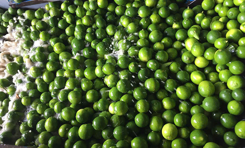 Washing process of fresh lime for export
