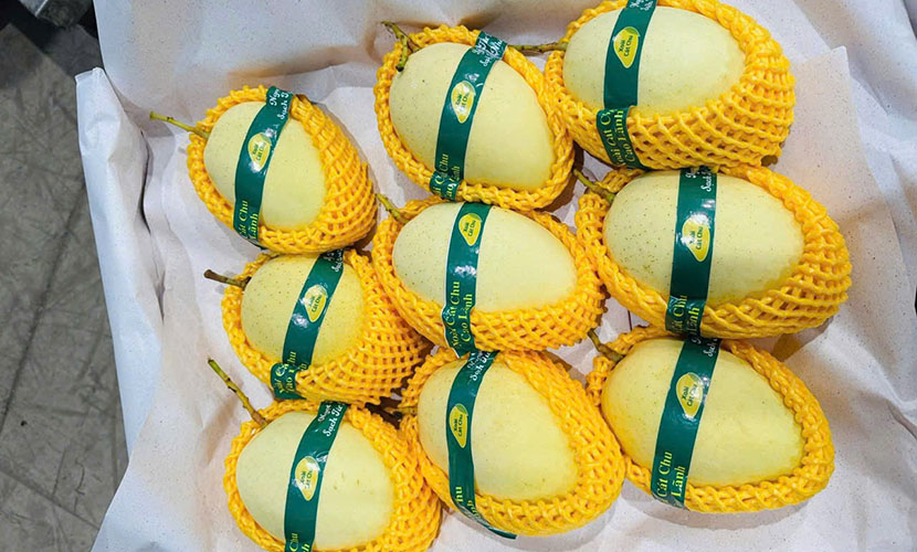 Fresh mango from Vietnam