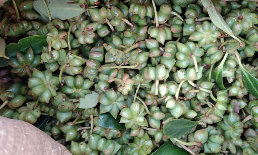 Fresh organic star anise from Vietnam