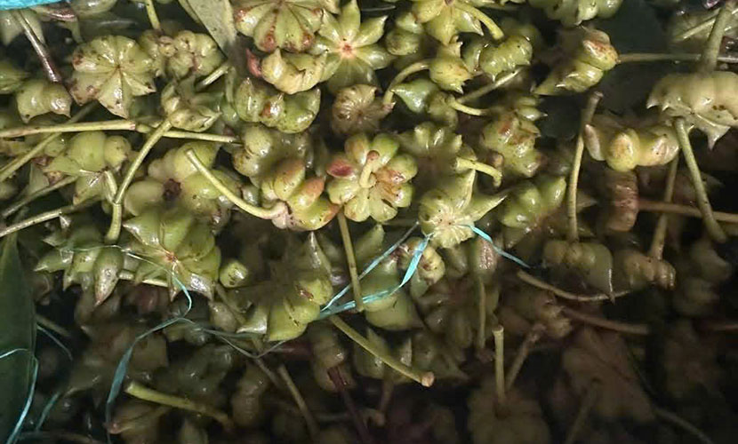 Fresh organic star anise from Vietnam