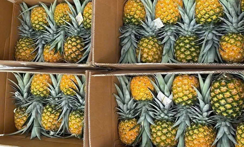 Fresh pineapple from Vietnam