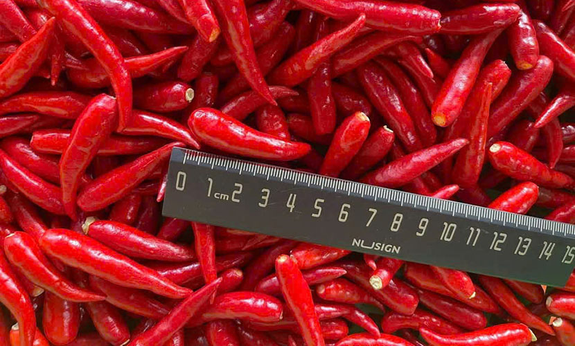 Frozen chili pepper from Vietnam