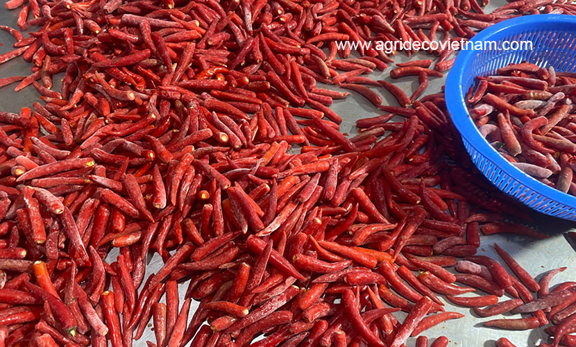 Frozen chili from Vietnam
