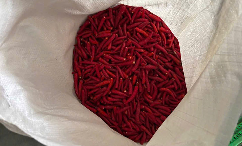 Frozen chili from Vietnam