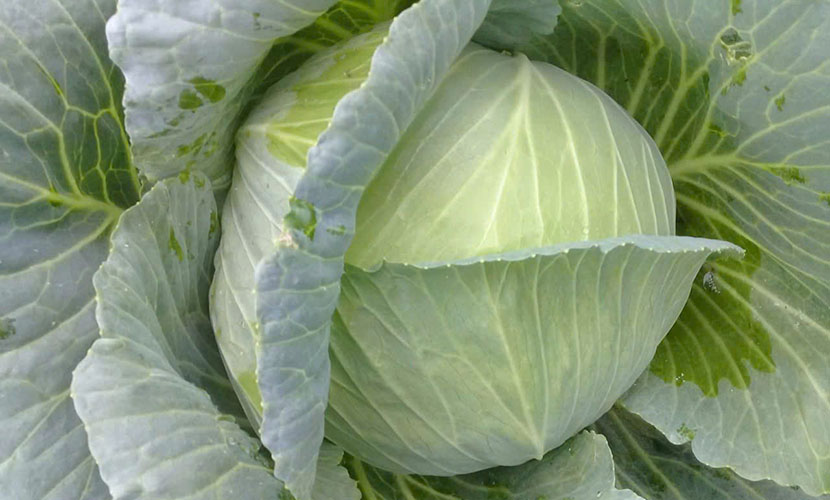 Globalgap cabbagee from Vietnam