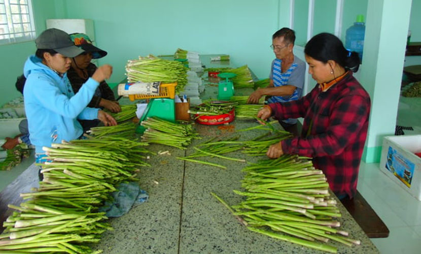 A factory of Vietnamese green asparagus