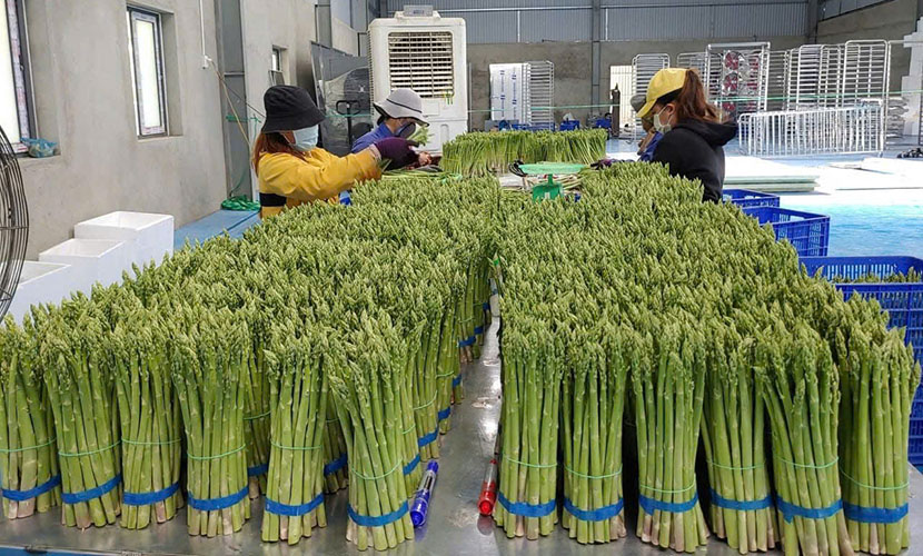 Green asparagus from Vietnam