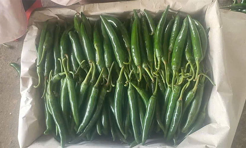 Green chili for export