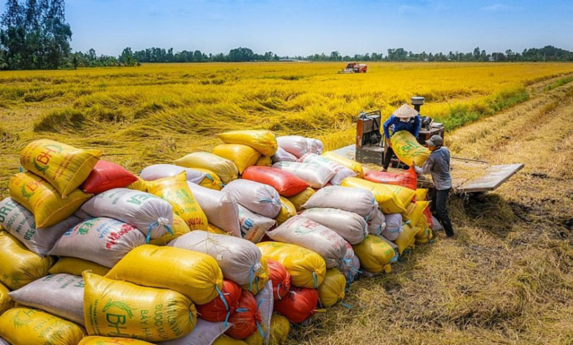 Harvesting Vietnam's rice