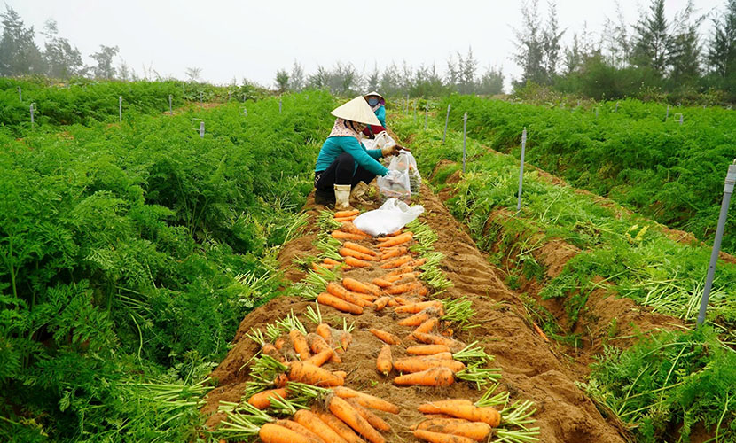 Harvesting Vietnamese carrots