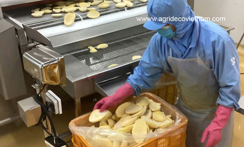 IQF factory of Vietnamese mango