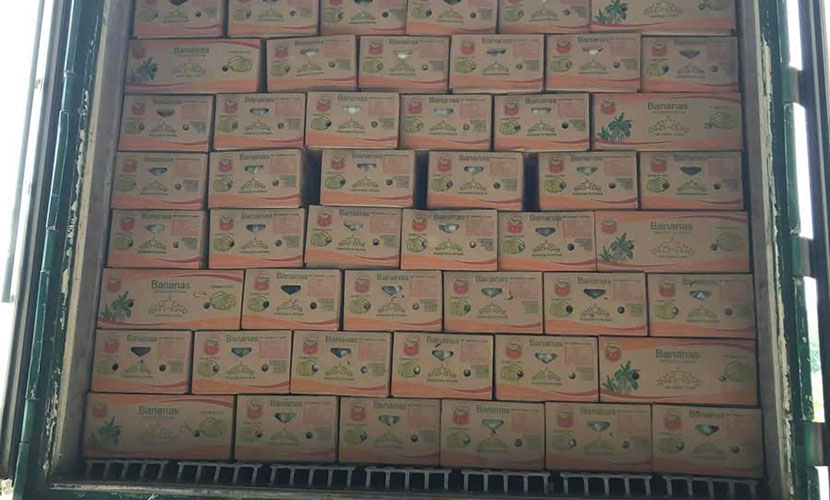 Loading Vietnamese banana exports