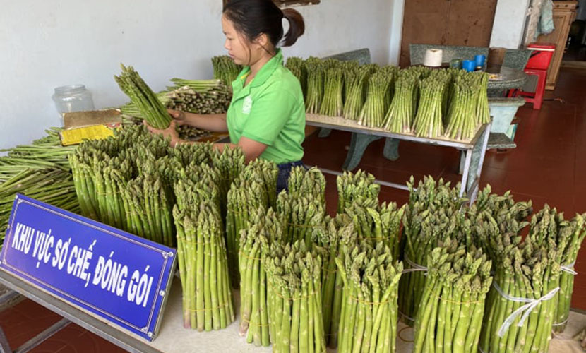 Organic-asparagus-facility