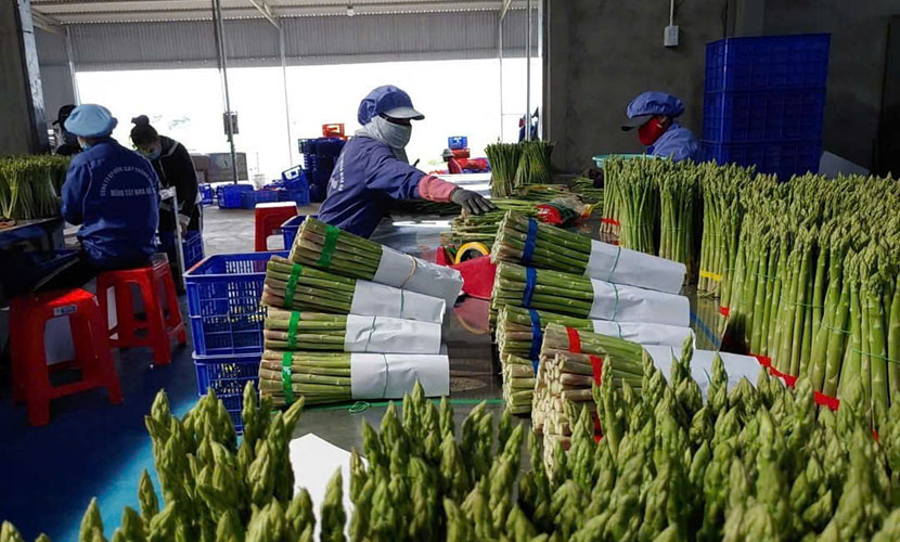 Organic asparagus for export