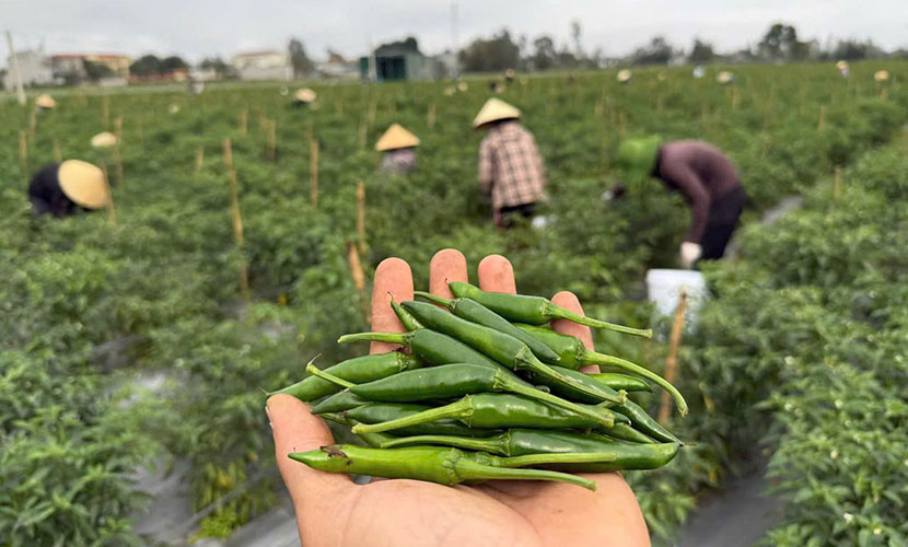 Organic chili peppers
