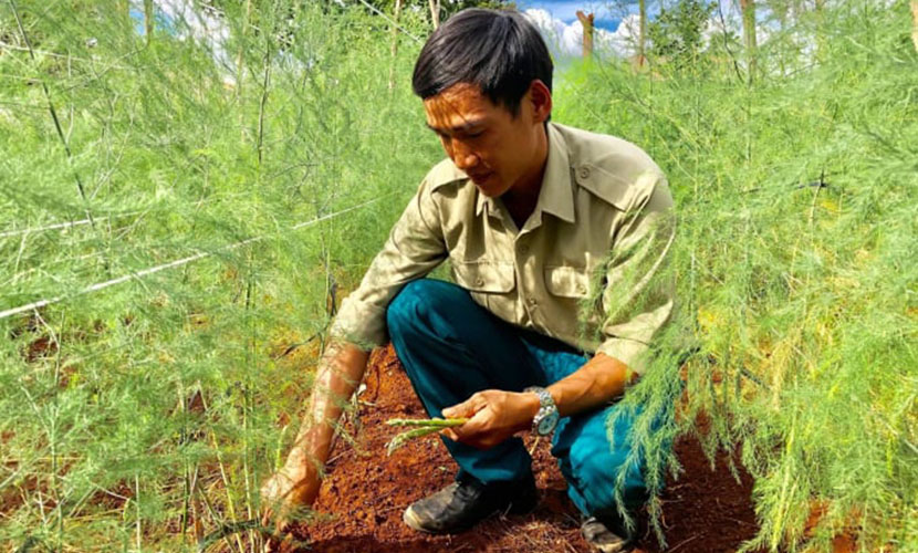 Organic green asparagus farm