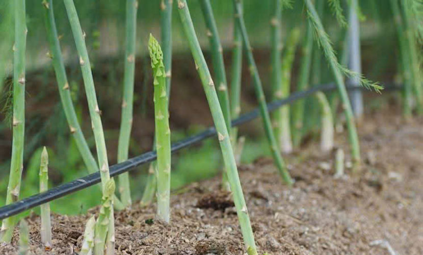 Organic green asparagus farm