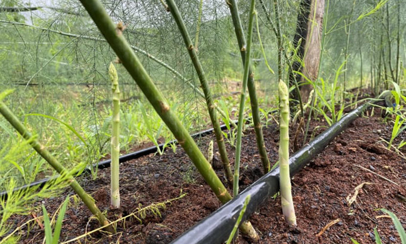 Organic green asparagus