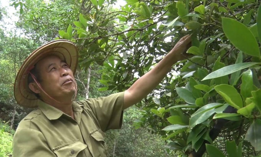 Organic star anise farm