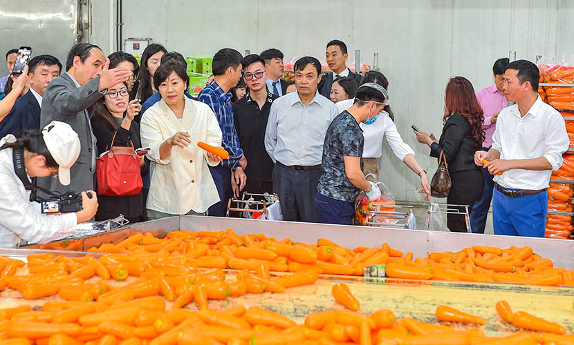 A packing house of Vietnamese premium carrots