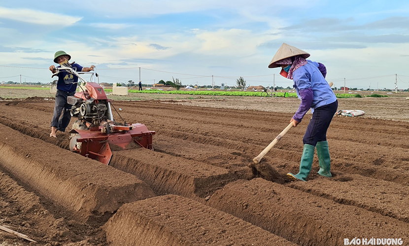 Prepare for carrot seeding