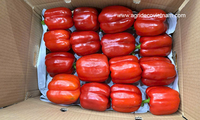 Red bell chili from Vietnam
