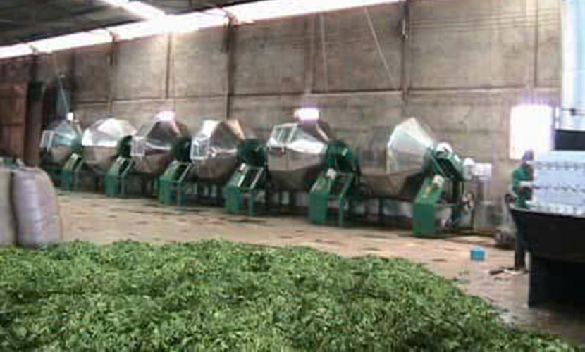 Tan Cuong tea facility