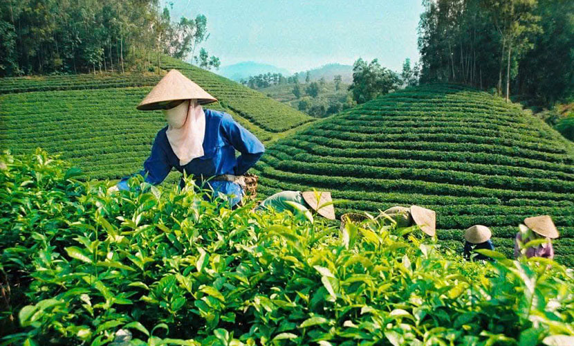 Tan Cuong tea hill